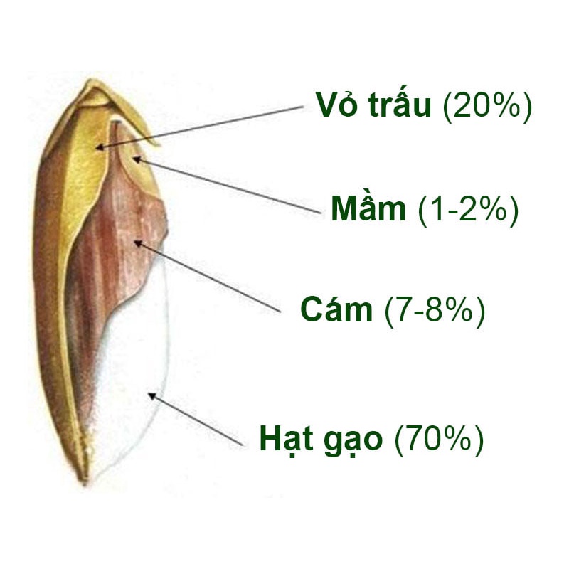 BỘT GẠO LỨT CHÙM NGÂY 500gr - LÁ TÍA TÔ