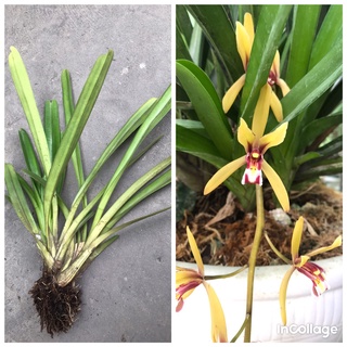 Combo 4 thân hoa lan kiếm tiên vũ