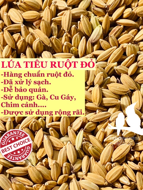 2KG LÚA TIÊU RUỘT ĐỎ CHO CU GÁY, CHIM CẢNH, GÀ KIỂNG...