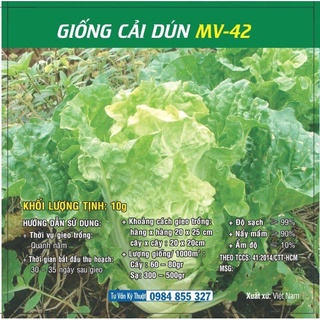 Hạt giống Cải Dún MV - 42