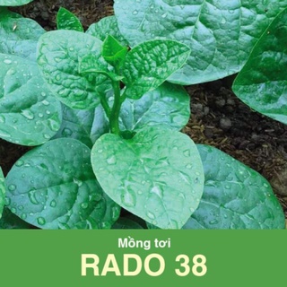 Hạt giống mồng tơi lá to 20g rado 38