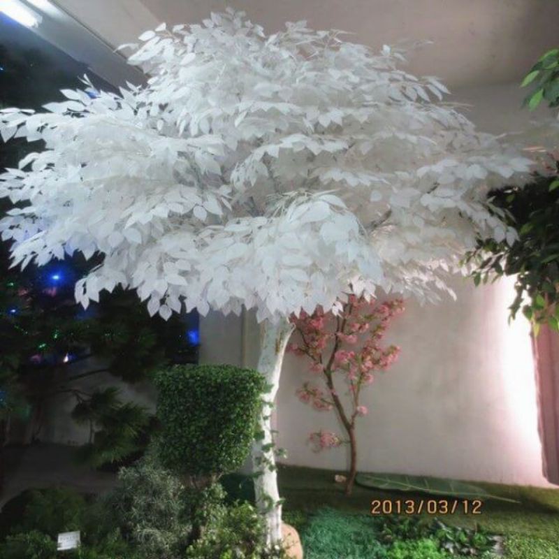 sỉ 10 cành lá si trắng làm cây