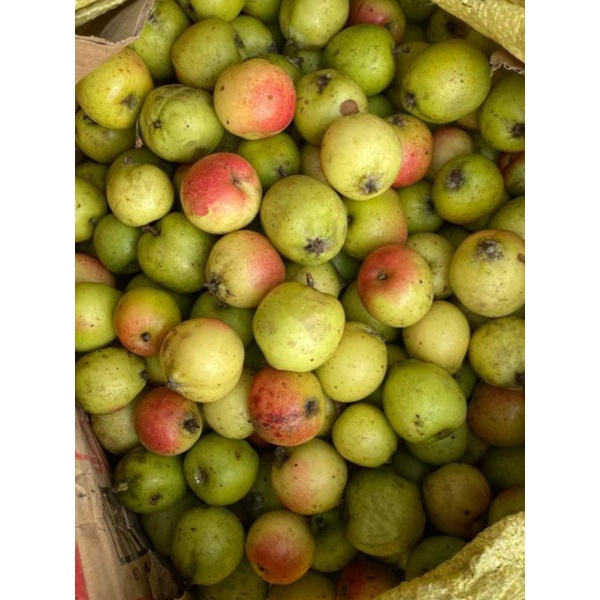 Táo mèo tươi ngâm rượu táo chọn đẹp 1kg