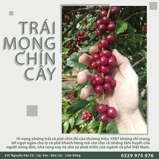 Cà phê truyền thống 1987 - Loại 1
