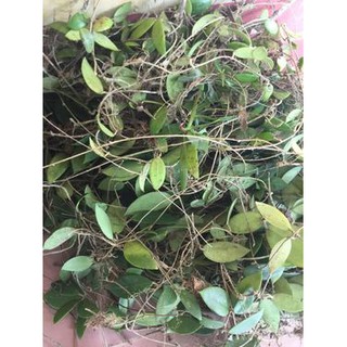 Lan Cẩm cù