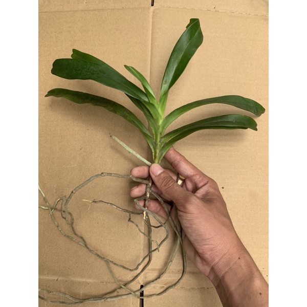 Lan Tam Bảo Sắc Rừng 1 Cây