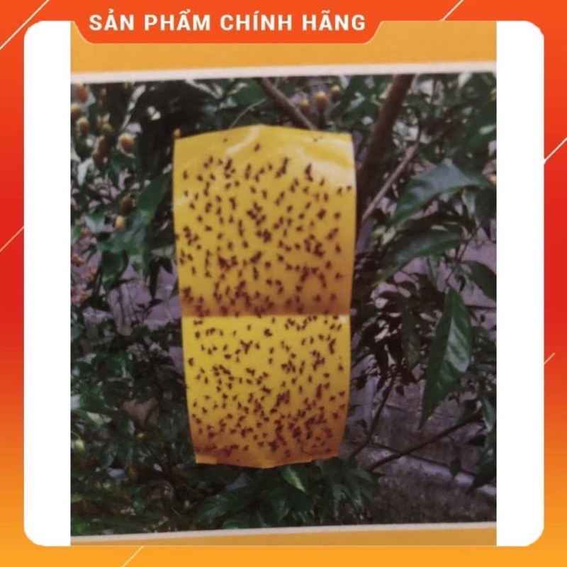 Miếng Dán Siêu Dính Ruồi Vàng - Bẫy Ruồi Vàng Và Các Loại Côn Trùng Gây Hại Cây Lan, Hoa Màu, Cây Ăn Trái - Kèm Dây Buộc
