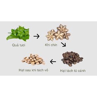 Hạt Sachi rang chín ăn liền 500Gr