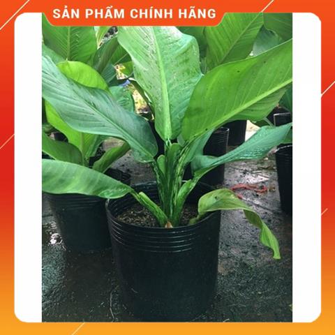 Chậu nhựa đen trồng cây trồng hoa C7-C8-C9-C10-C11 MSP20123
