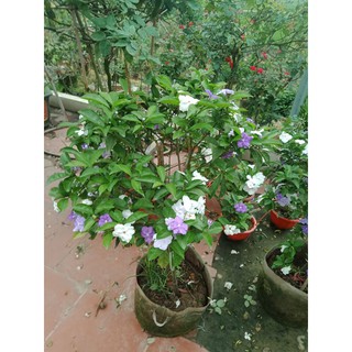 Hoa nhài nhật