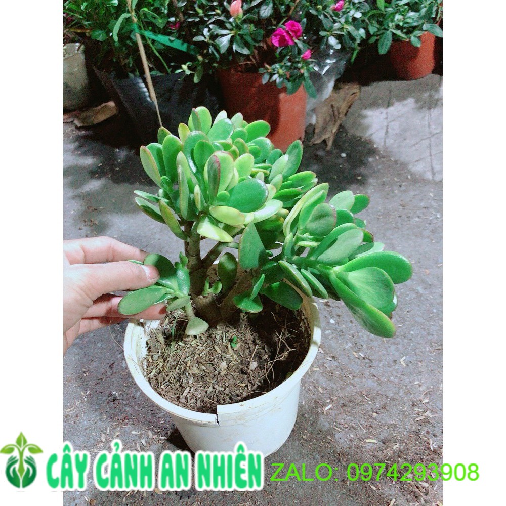 Cây Ngọc Bích