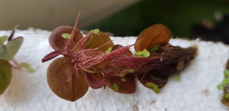 Bèo rể đỏ thủy sinh