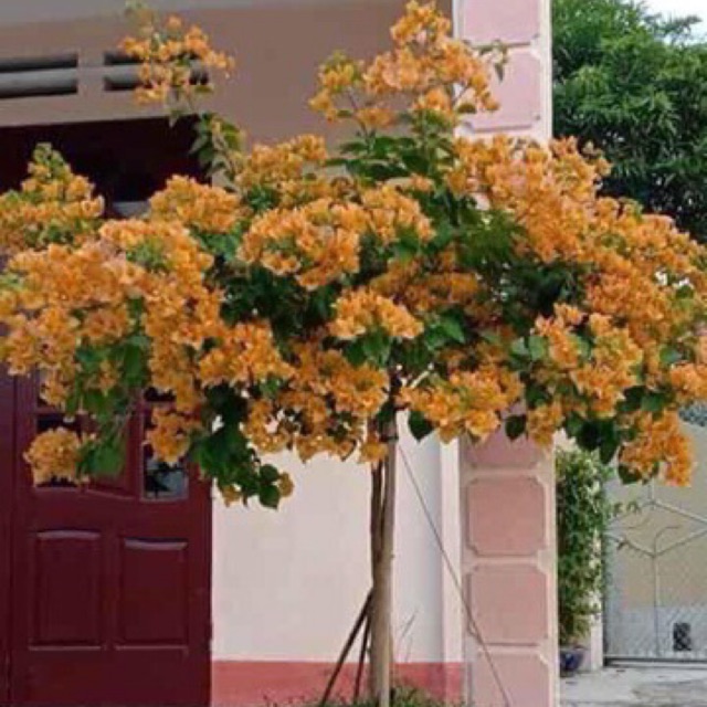 Cây Hoa giấy vàng cam