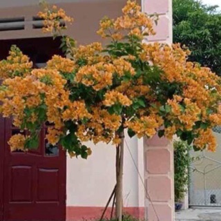 Cây 🌲 Hoa giấy vàng cam ( siêu hoa)