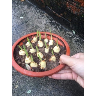 củ hoa lan nam phi(0,5kg)