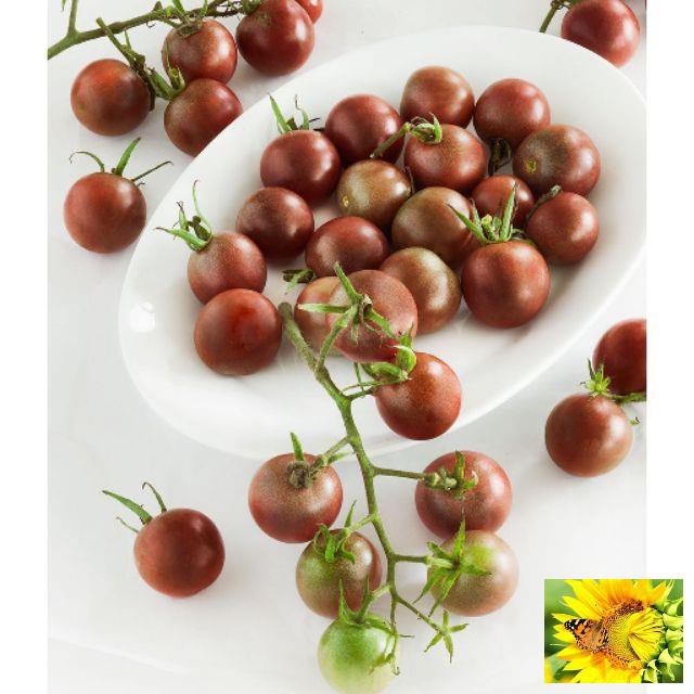 Gói 30 hạt giống cà chua socola