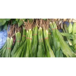 2 cây mùi gai giống hay ngò gai giống