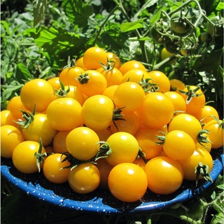 Hạt giống cà chua bi lùn vàng (0.1g)