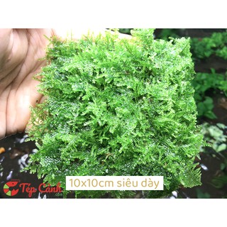 Rêu dán lũa bonsai Mini Taiwan