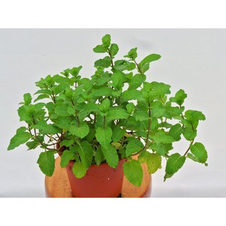 Hạt Giống Cây Bạc Hà
