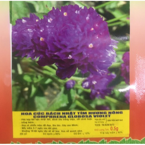 Hạt giống HOA CÚC Bách nhật màu tím - Gói 0,5 gram
