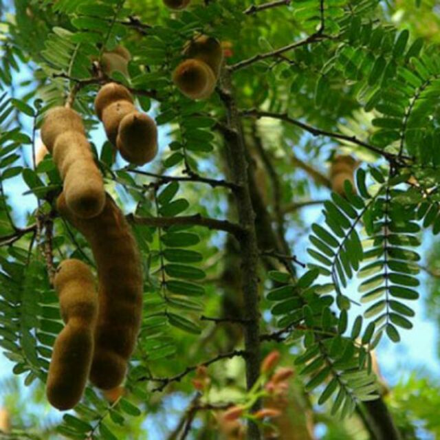 Com bo 1 cây me thái ngọt và 1 cây chanh dây tím(lạc tiên tím)