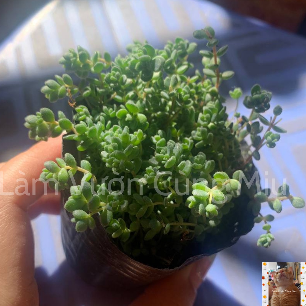 Sen Đá Sedum Hoa Hồng Xanh  Size Bầu