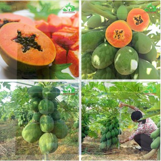 Hạt giống đu đủ da xanh lùn siêu quả - Gói 5 hạt - Kèm gói kích thích hạt nảy mầm