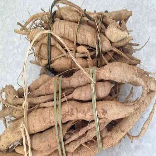 CÂY CÁT SÂM GIỐNG - BÁN SỈ