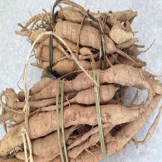 CÂY CÁT SÂM GIỐNG