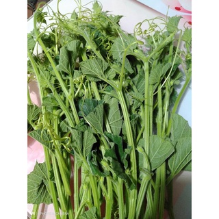 5Gram Hạt Giống Bầu Ngọn (Siêu đọt)