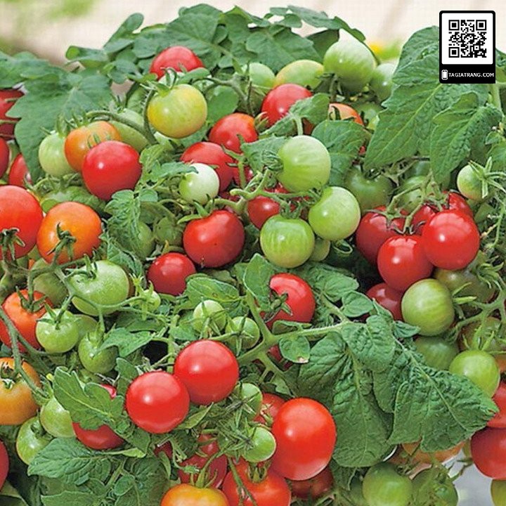 Hạt giống cà chua bi lùn đỏ (cà chua bonsai) - Gói 50-60 hạt