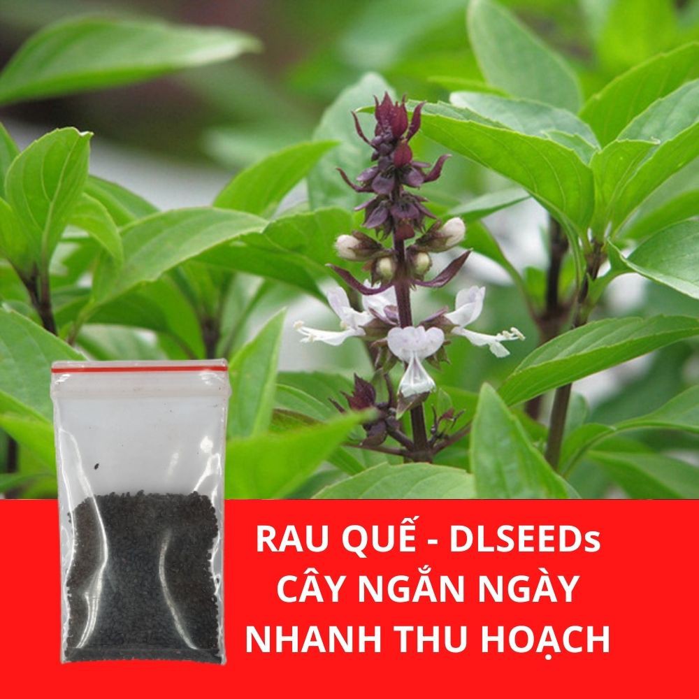 Hạt giống rau gia vị DLSeeds gói 0,1G đến 5G tập hợp các giống rau gia vị, rau thơm dễ trồng