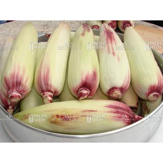 Hạt Giống Ngô Tím (Bắp Tím) 300 hạt
