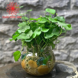 BỂ CÁ THỦY TINH HỒ CÁ CHẬU CÂY MIỆNG BÈO