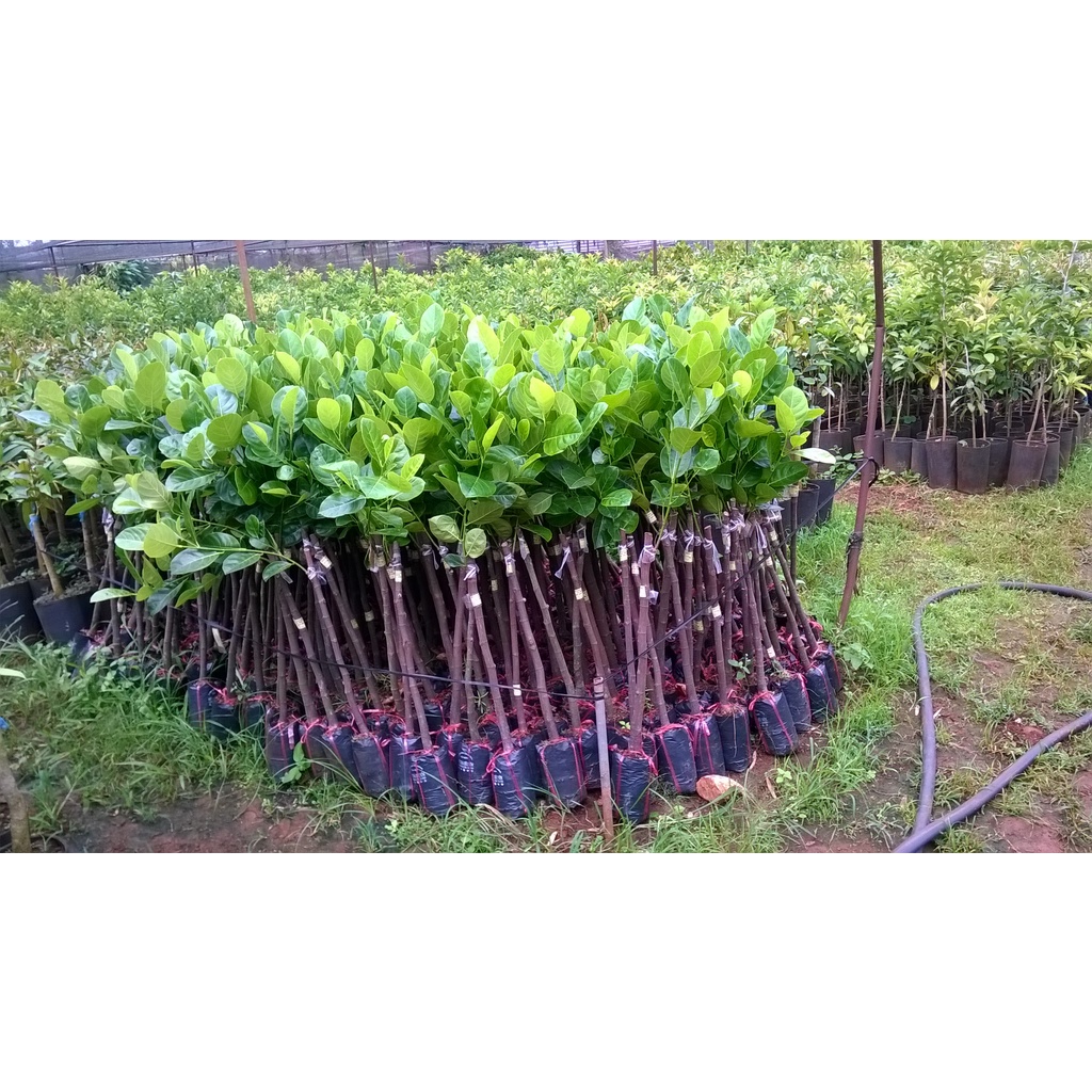 Cây giống Mít Nghệ Tứ Quý [ Cây ghép, cho trái sớm 18 tháng thu hoạch ]