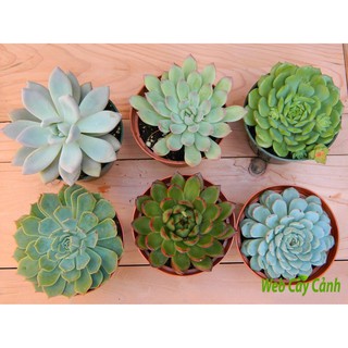 hạt giống Sen đá mix màu f1