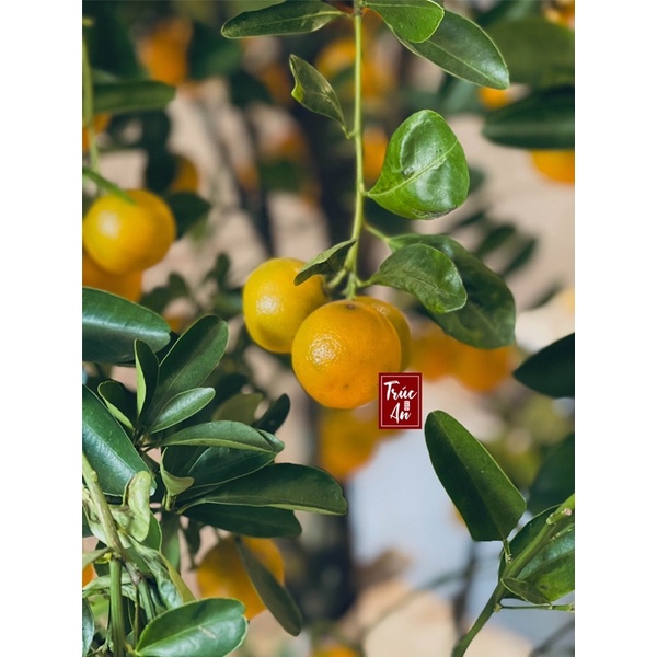 [CHỈ GIAO HCM] Hũ thuỷ tinh tắc xí muội đường phèn, sợi tắc được xắt tay dài đẹp không nát, giòn sựt đúng chuẩn xí muội