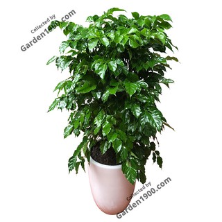 Cây hạnh phúc khóm size to - Cây cảnh trang trí nội thất văn phòng lớn