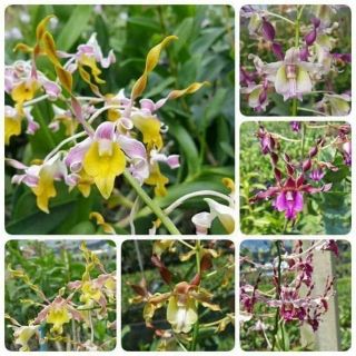 CÁC LOẠI NẮNG CÂY GIỐNG