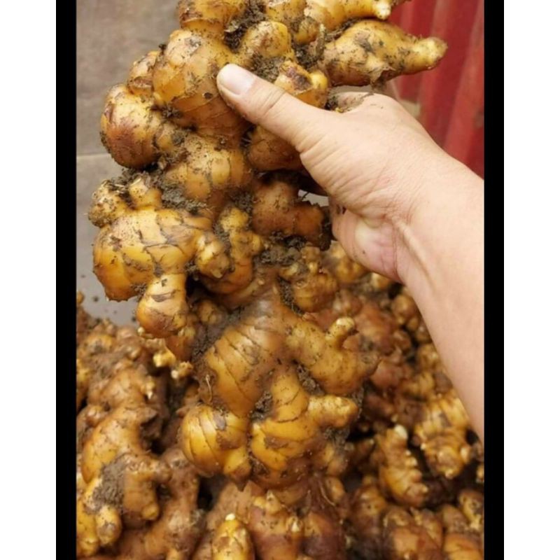 100g gừng sẻ củ nhỏ siêu cay Dak Lak | BigBuy360 - bigbuy360.vn