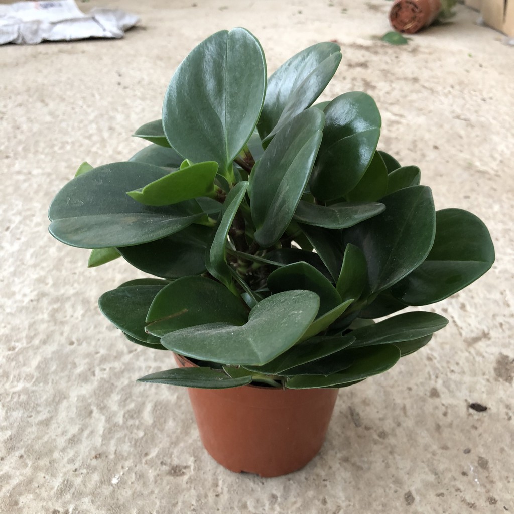 Cây trường sinh để bàn, chiều cao 12-15cm lá cực to dày tán cây tròn sum suê chăm sóc đơn giản dễ dàng thích hợp để bàn