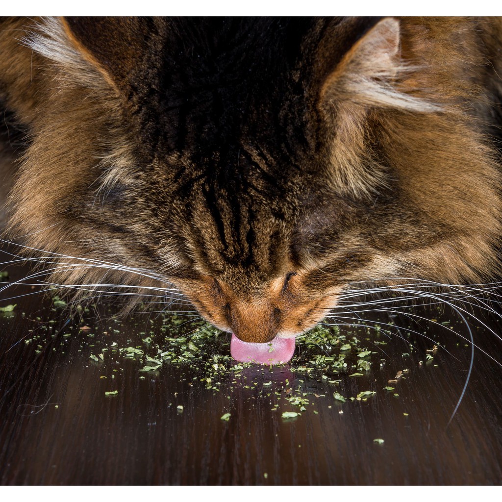Bạc hà mèo sấy khô Bioline Catnip 20g