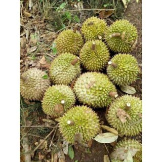 Cây giống sầu riêng, hạt lép cơm vàng ri 6