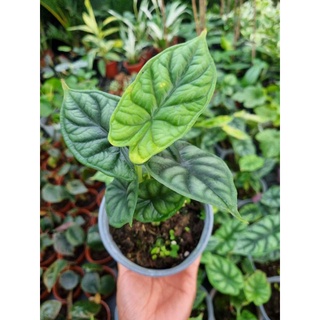 cây Alocasia dragon scales