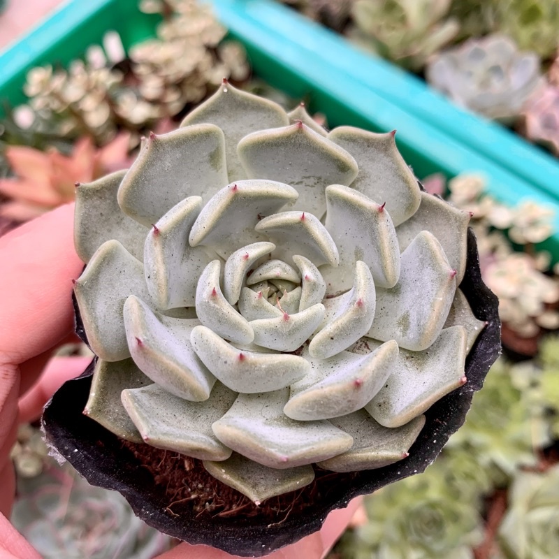 SEN ĐÁ ĐẤT TRẮNG GIỐNG MỚI  FREESHIP  ĐÃ THUẦN XỨ NÓNG SIU CUTE CHUẨN SIZE BẦU