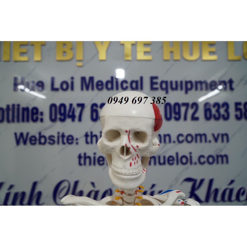Mô hình xương người cao 85cm có rễ thần kinh từ cột sống