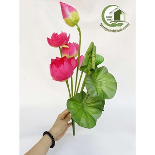 Hoa sen giả - Bụi sen lá cuốn lớn