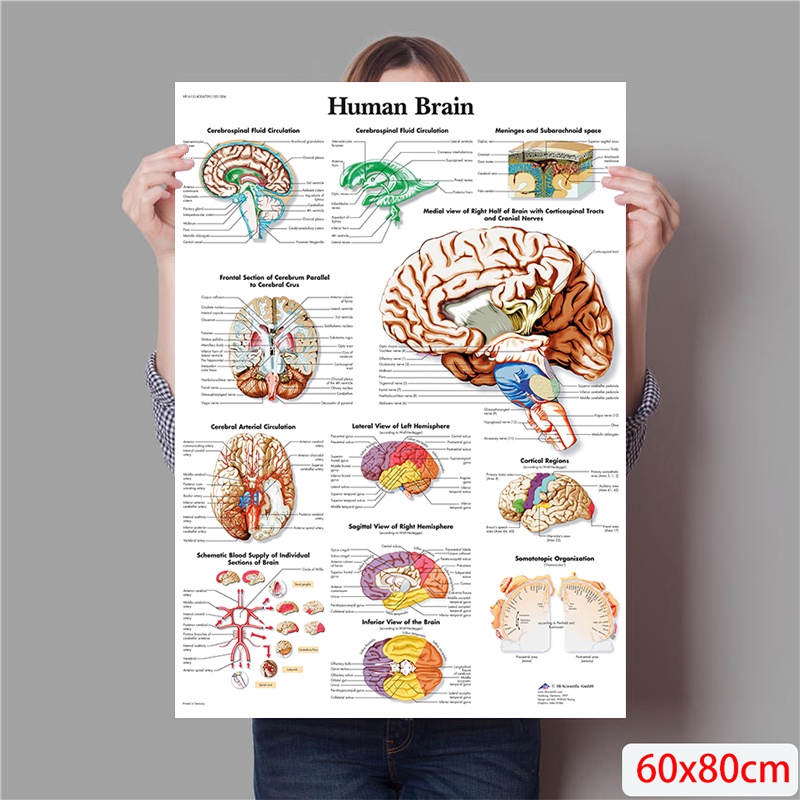 Tranh Vải Bạt Treo Tường In Hình Cấu Trúc Xương Người Trang Trí Nội Thất