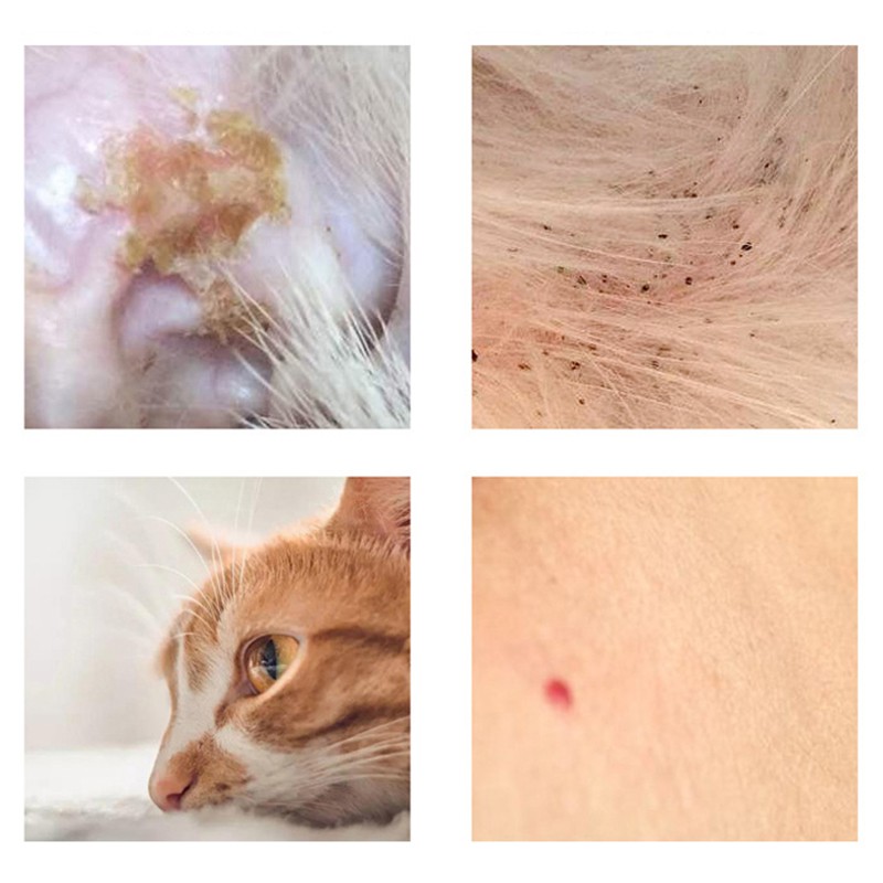 Vòng Cổ Chống Kẹp Độc Đáo Cho Thú Cưng